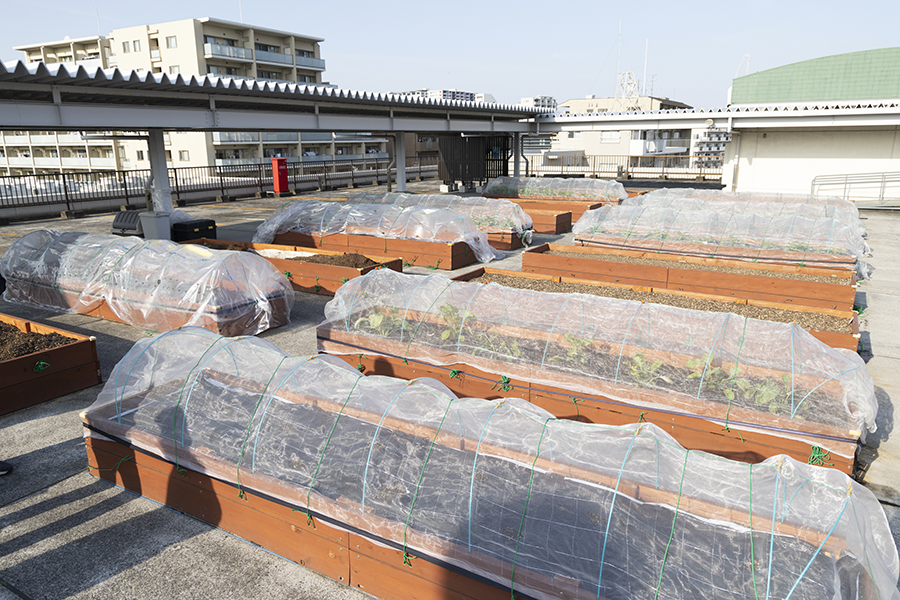 屋上農園の写真